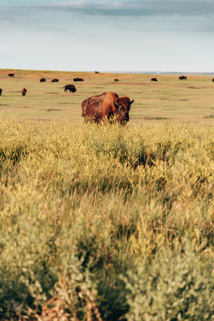 Bison grazing in wide open grassland.