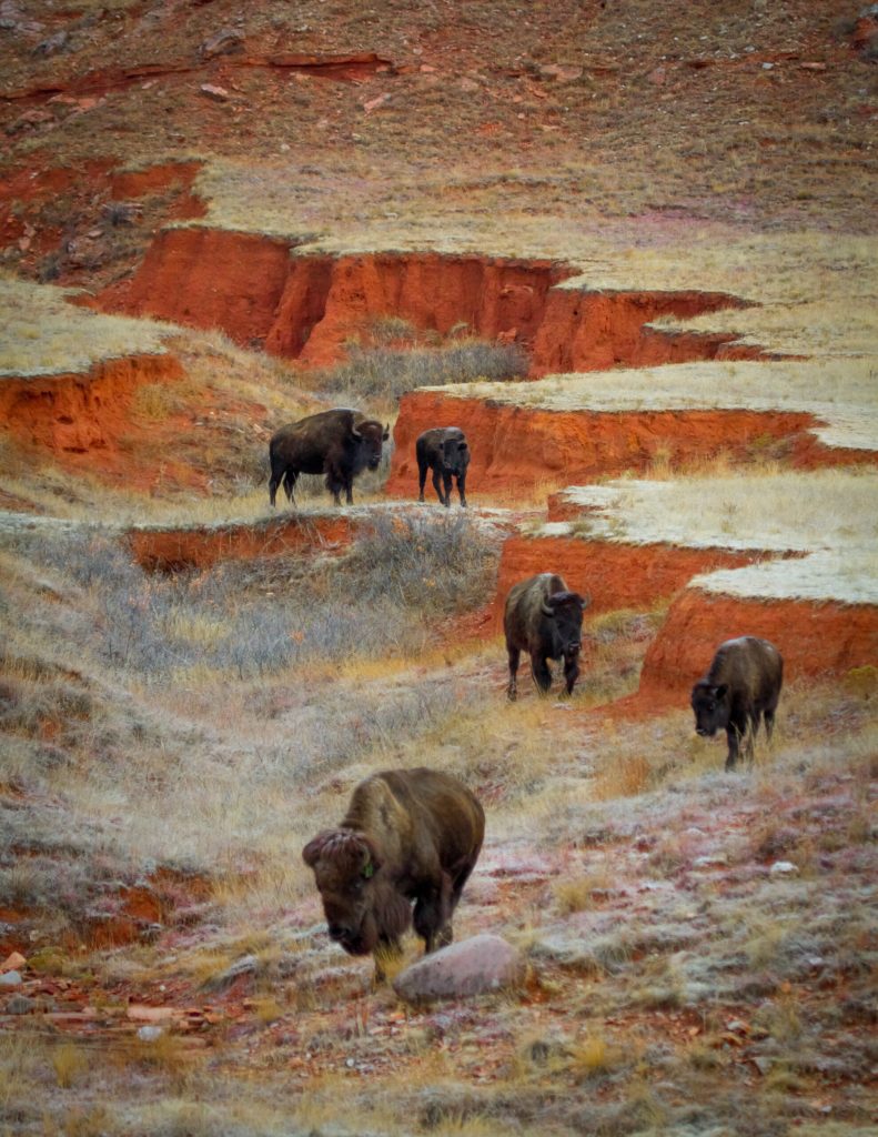 Bison herd walking through red rock terrain.