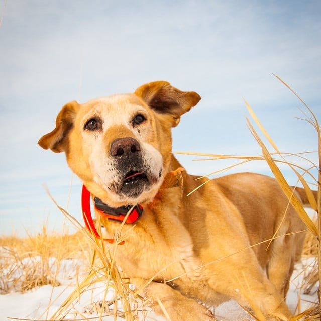 Dog playing in snowy field, blue sky.