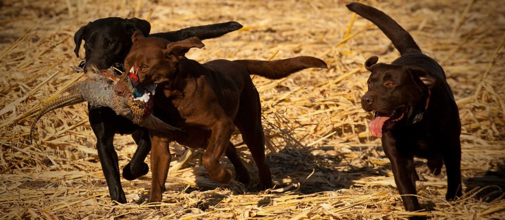 Dogs running with bird in field.